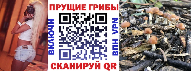 Псилоцибиновые грибы мицелий  блэк спрут ссылка  Каргополь 